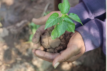 Lat Holding Sapling