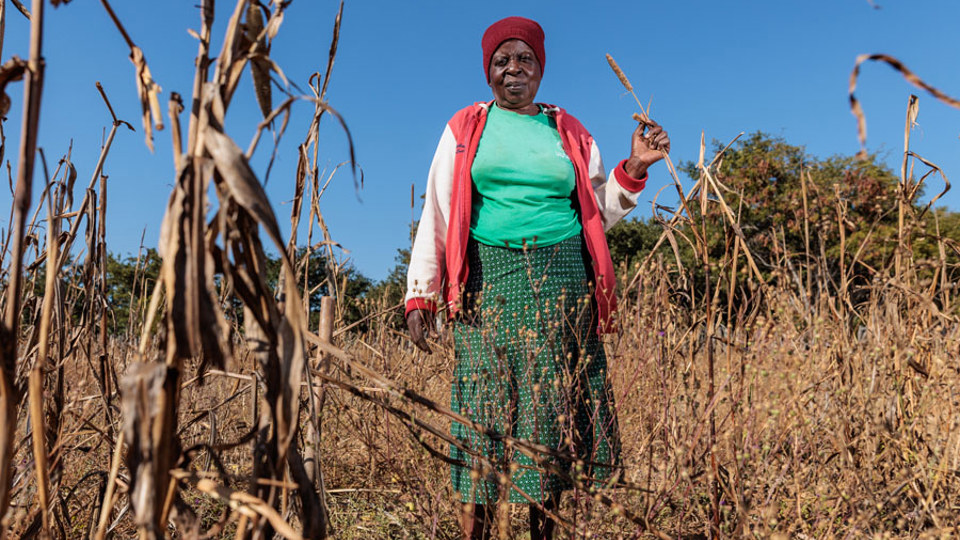 Priscilla Holds Dry Leaves Of A Failed Crop Due To Drought In Zimbabwe