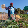 Priscilla Watering Vegetable Garden