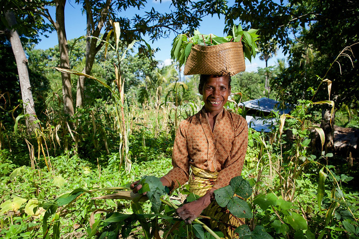 Martina Picking Cassava Leaves In Timor Leste, Caritas Australia