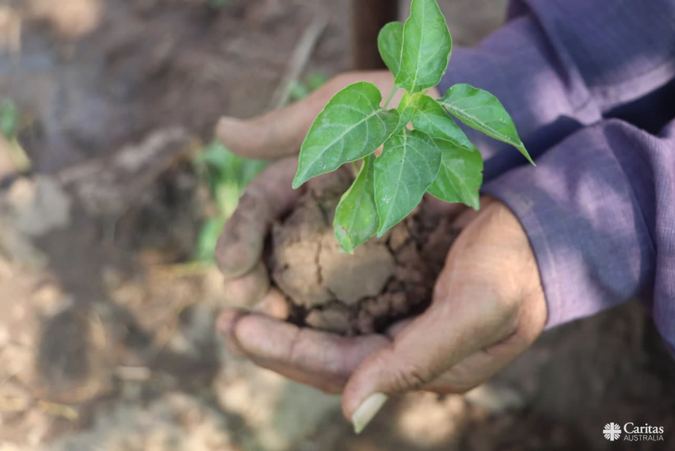 Hands Holding A Sapling